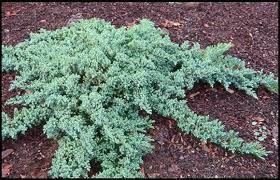 dwarf anese garden juniper