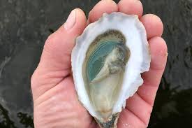 green gill oysters gastro obscura