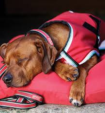 Amigo Waterproof Dog Blanket