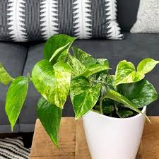 Care Growing Guide For Pothos Plants