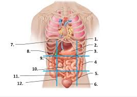 ch 2 human anatomy study guide