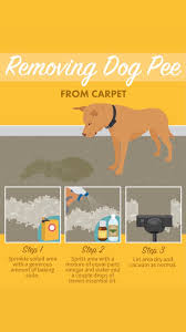 how to remove dog from carpet