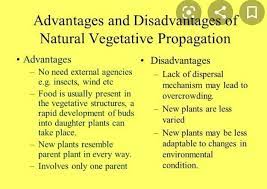 Main Disadvantage Of Vegetative Reproduction gambar png