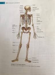 Why do you think that some bones, such as the humerus and femur have. Solved 5 Use Directional Terminology To Describe The Rel Chegg Com