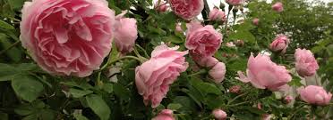 La rosa cinese, varietà senza spine, rifiorente e adatta ai climi temperati. Rose Bourbon La Rosa Del Borghetto
