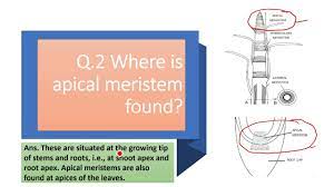 Where is apical meristem found? - YouTube