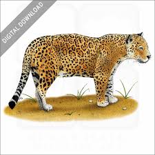 stock art drawing of a jaguar inkart