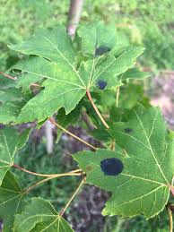 black spots on maple and sycamore tree