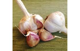 Grow Great Garlic A How To Blog