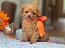 poodle puppies in louisiana