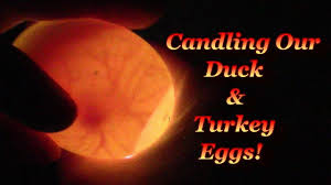 Candling Turkey Eggs Day 7 The Self Sufficient Homeacre