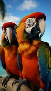 striking macaw parrots find a perch