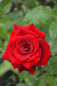 hd wallpaper rose red rose