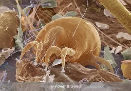house dust mite ile ilgili görsel sonucu