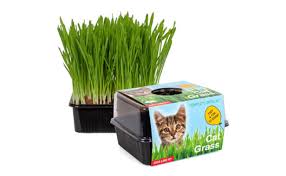 For example, an ornamental grass rated for usda hardiness zone 5 when planted in the ground typically is hardy only to zone 7 when planted in a pot. The Best Grass For Cats Review In 2021 My Pet Needs That