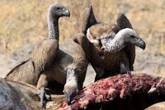 do-vultures-only-eat-dead-meat