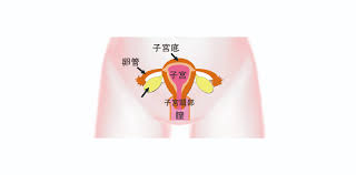日本がん・生殖医療学会 | 生殖機能