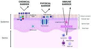 skin barrier functions the chemical
