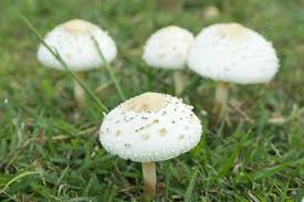 of mushrooms in lawns and gardens
