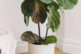fiddle leaf fig leaves are turning brown