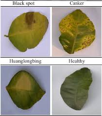 sles of citrus leaf images infected