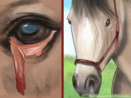 الحصان عدد قلوب كم قلب