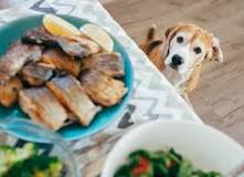 what-seafood-is-toxic-for-dogs