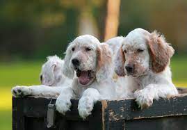If you are looking to adopt or buy a english setter take a look here! English Setter Puppies For Sale Akc Puppyfinder