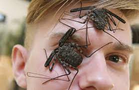 Топ 10: Самые опасные насекомые в мире | Инциклопедия | Дзен