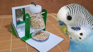 how to make foraging toy for budgies