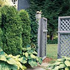 Alibaba.com offers 654 garden hedge fence products. Privacy Shrubs 13 Evergreens To Consider This Old House
