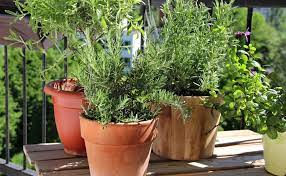 growing food on your deck or patio