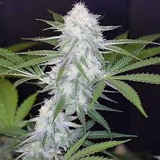 Atmospheric moisture, dust, smoke, and vapor that diminishes visibility. Super Silver Haze Auto From Seeds66