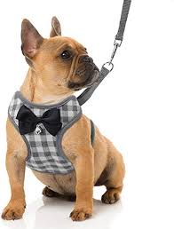 Due to their body structure, frenchies suffer from a few medical issues including difficulty breathing. Kitchen Dining Rypet Small Dog Harness And Leash Set No Pull Pet Harness With Soft Mesh Nylon Vest For Small Dogs And Cats Gray L Amazon Com