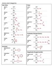 Amino Acid Chart 1 Amino Acid Categories Non Polar Polar