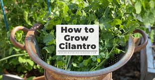 How To Grow Cilantro Growing In The