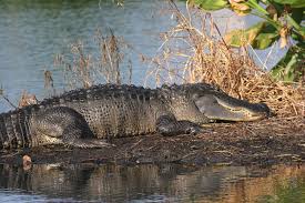 Florida expands alligator hunting hours for August hunt