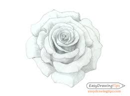Rose drawing studies by gvaat. How To Draw A Rose Step By Step Tutorial Easydrawingtips