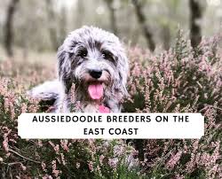 Once you meet an aussiedoodle you'll be hooked for life. 6 Best Aussiedoodle Breeders On The East Coast 2021 We Love Doodles