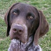 Together, they breed top quality german shorthair pointers and provide each customer with an exceptional experience. German Shorthaired Pointer Rescue Adoptions