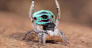 The colorful and flamboyant peacock spider could be changing optical technologies by helping scientists overcome some limitations in spectral manipulation. Dance Of The Peacock Spider Spider Incredible Creatures Spiders And Snakes