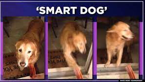 Of Smart Dog Shows Once You Run