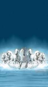 white horses horses hd wallpaper