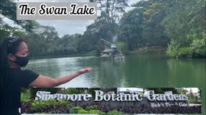 singapore botanic gardens swan lake