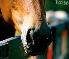 horses and warts horse ilrated