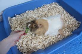litter training guinea pig tricks