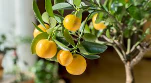 how to care for citrus trees royal