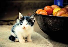 Although cats should really just stay away from ketchup altogether, cats are curious creatures and some (well…most) of them may like to try the foods that you're eating. Cats And Tomatoes Are Tomatoes Poisonous To Cats