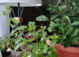 House Plants That Repel Spiders