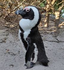 African Penguin Wikipedia
